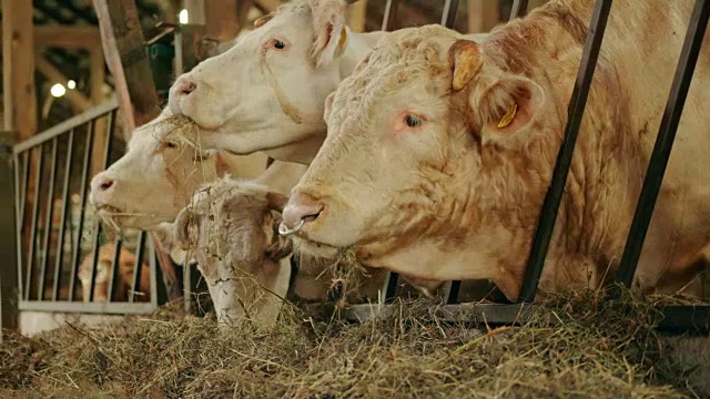 牛通过饲料栏在谷仓里吃草视频下载