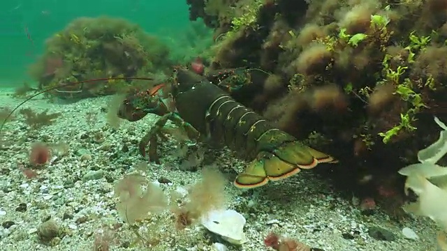 大西洋龙虾搜索视频下载