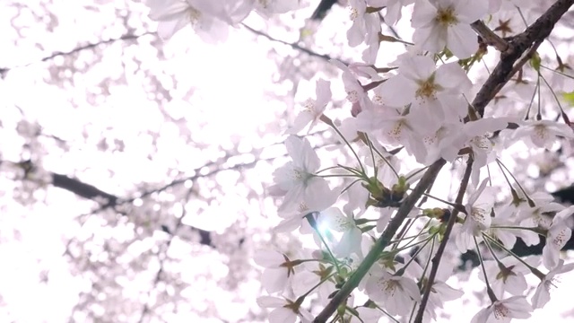 樱花,樱花视频素材