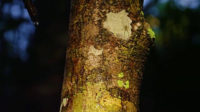 这是一张带着蜘蛛的树皮的微距照片视频素材