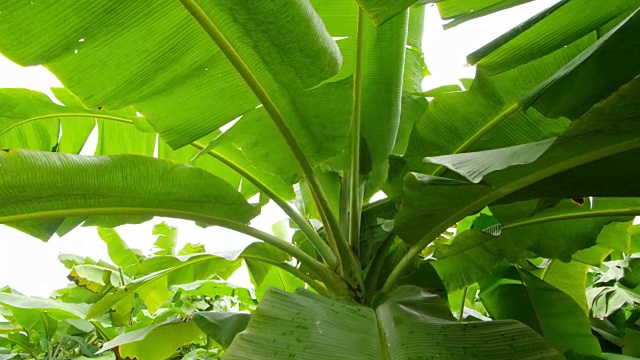 香蕉树叶的微距镜头视频下载