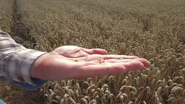 农民摩擦小麦视频下载