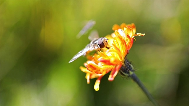 黄蜂从高山绉花收集花蜜视频素材