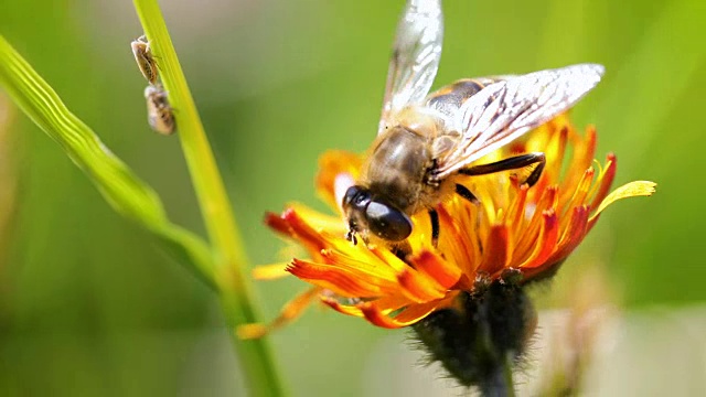 黄蜂从高山绉花收集花蜜视频下载