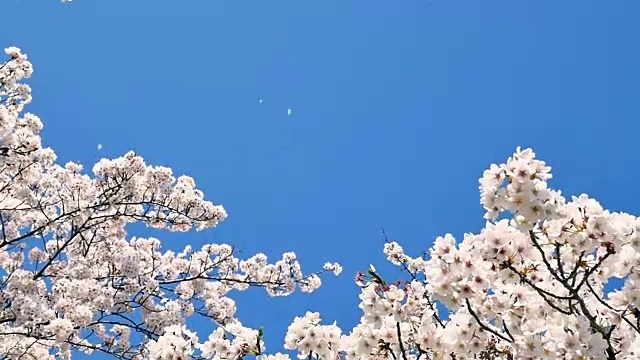 樱花盛开的风景视频下载