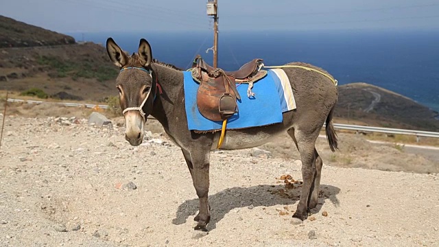 装备驴站在山上，家畜用作运输工具视频下载