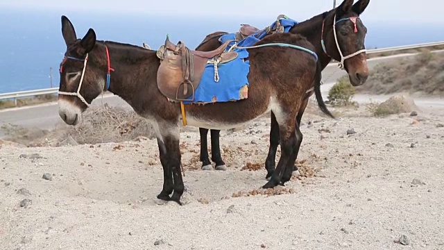 两匹驴站在山上，供骑行、交通、海滨度假视频下载