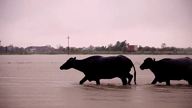 两只水牛在雨季穿过湖泊。视频下载