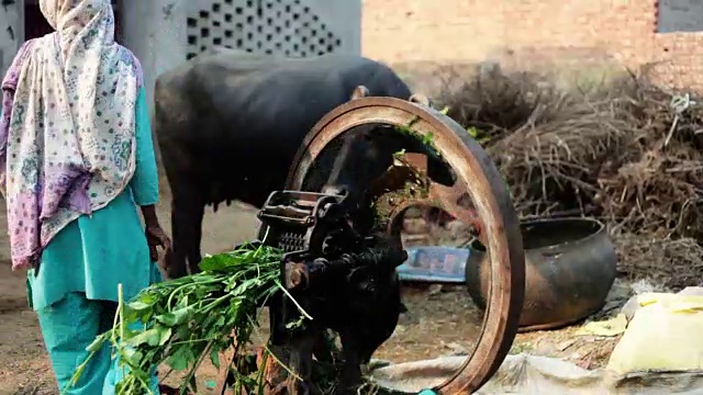 母子切割动物食物视频素材