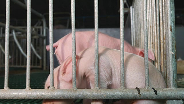 猪在农场视频下载