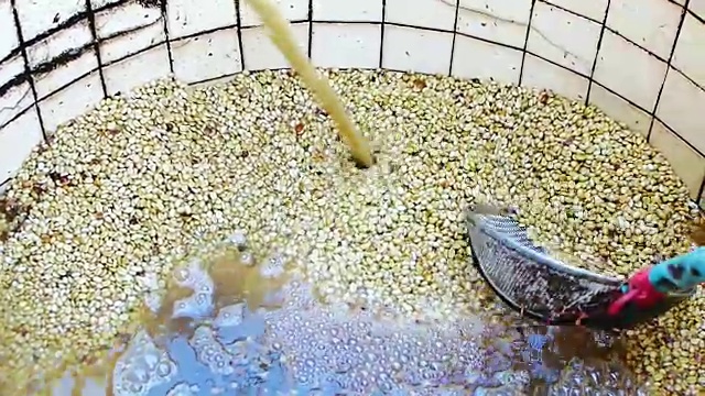 100%有机阿拉比卡咖啡豆，在泰国北部清莱采用湿法发酵和清洗的方法加工。视频下载