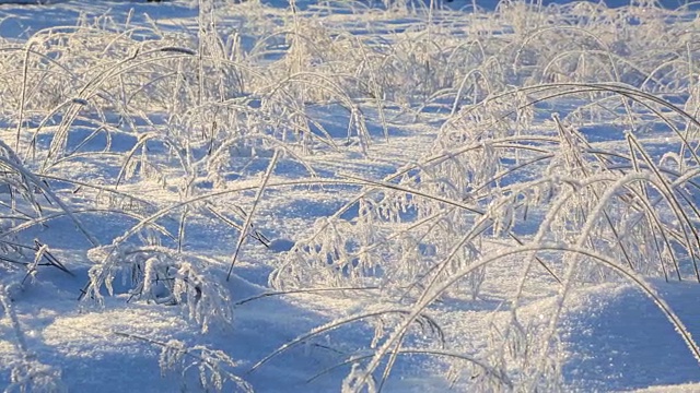 冬天被冻住的草枝视频素材