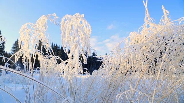 冬天被冻住的草枝视频下载