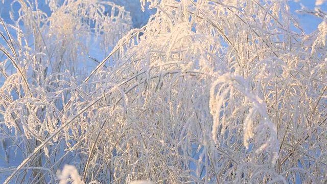 冬天被冻住的草枝视频素材