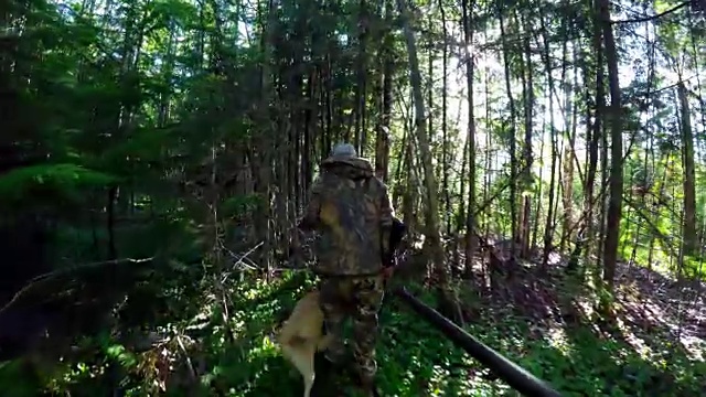 猎人和狗穿过森林4k视频下载