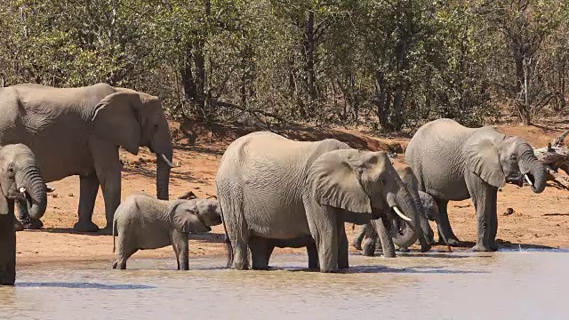 非洲象喝水视频素材