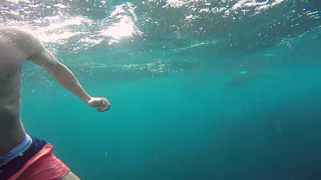 一对男女和蝠鲼在蓝绿色的大海里浮潜。——慢动作视频素材