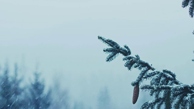 白雪覆盖的冷杉树和球果视频素材