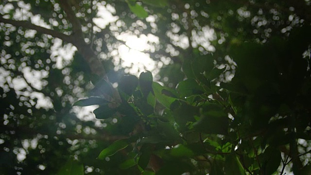 从下面看树与阳光照耀下。视频素材