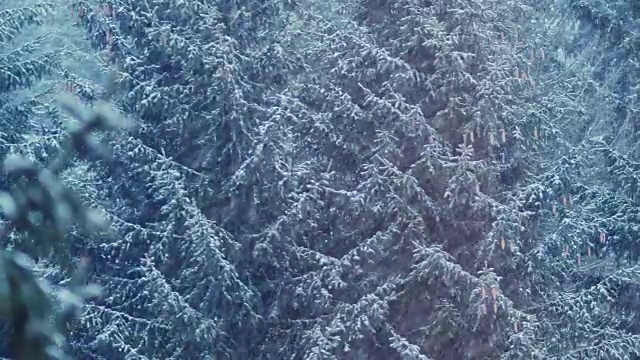 雪花从空中飘落在森林里视频素材