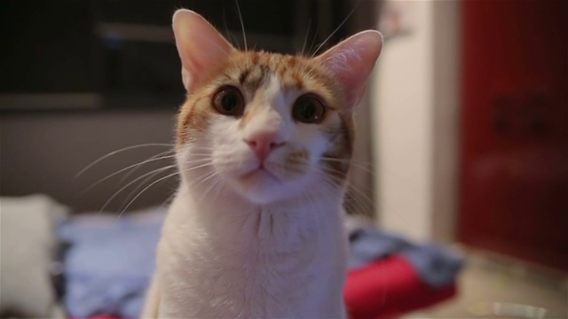 美丽有趣的猫触摸镜头，太可爱了视频素材