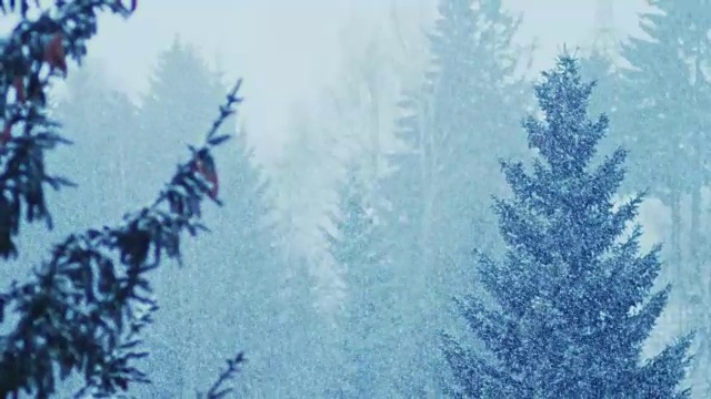 雪花落在被雪覆盖的树枝上视频素材