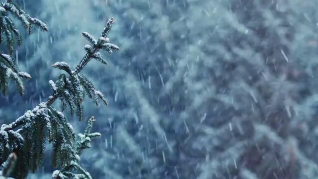 雪花覆盖了云杉视频素材