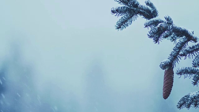 降雪期间云杉的特写视频素材