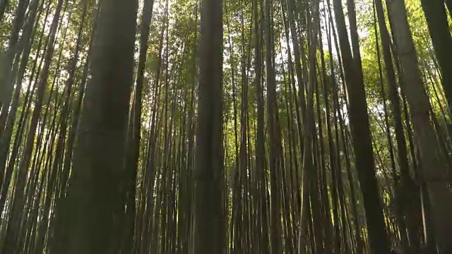 早上在日本京都的岚山竹林中散步视频素材