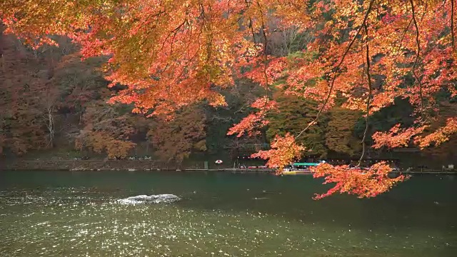 在岚山桂河的秋叶林中视频素材