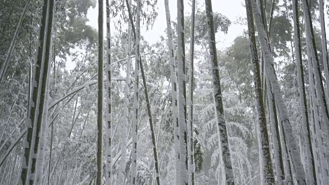 竹林在大雪的冬天视频下载