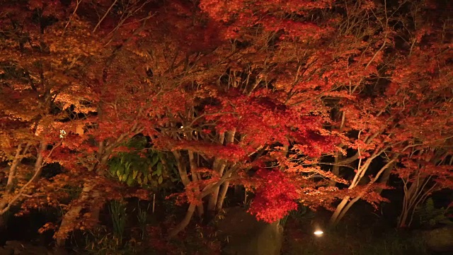 摇摄:夜晚鲜艳的红色枫叶视频素材