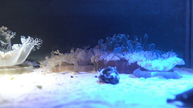 倒置的水母在海底的地面上视频下载