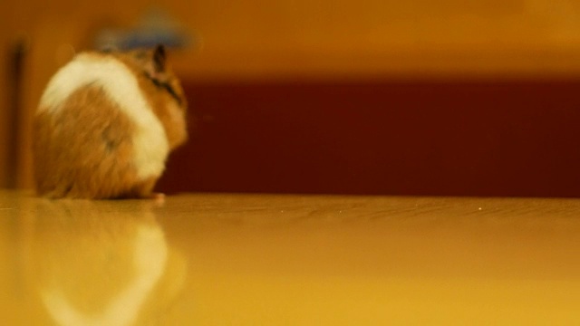 仓鼠在一张木桌上自由地转动视频素材