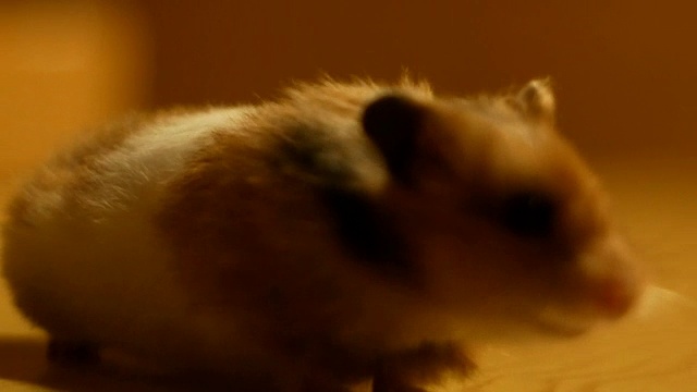 仓鼠在一张木桌上自由地转动视频素材