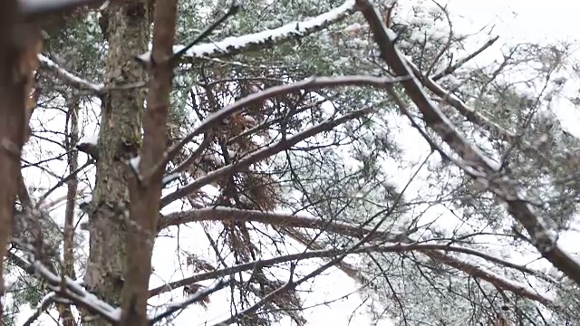 欧亚松鸦在冷杉树枝上跳跃。冬天森林里五颜六色的鸟视频素材