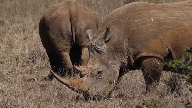 白犀牛，ceratotherium simum，雄性，母亲和小牛，肯尼亚内罗毕公园，实时4K视频下载