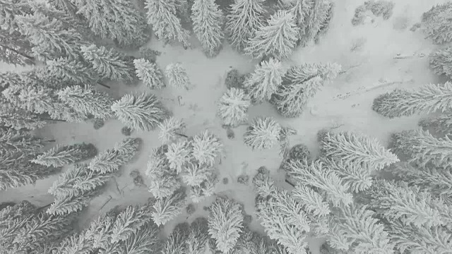 冰冻的冬天森林视频素材