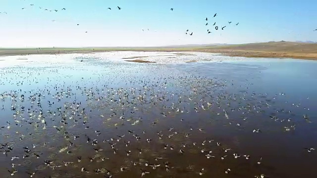 小白头鹅在飞行视频素材