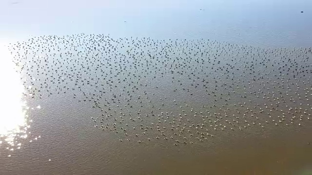 在多瑙河三角洲的一个湖上，一大群白头鹅视频素材