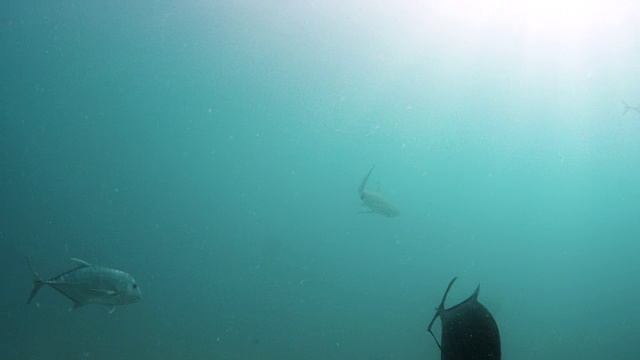 在蓝色的大海中追踪一条鲨鱼视频下载
