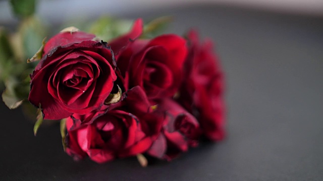 红玫瑰，情人节视频素材
