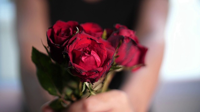 红玫瑰，情人节视频下载