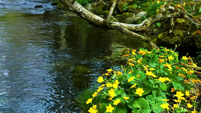 小溪流淌在绿色的春天森林里视频素材