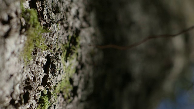 在澳大利亚新南威尔士州的巴灵顿山顶国家公园，聚焦于布满苔藓状植物的树干。视频素材