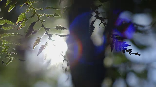 阳光穿过蕨类植物和树木，在澳大利亚新南威尔士州巴灵顿山顶国家公园的森林中产生透镜光晕。视频素材