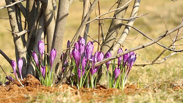 春天是紫色的番红花视频素材