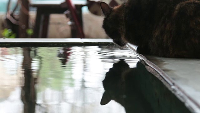 猫从装饰水池里喝水视频下载