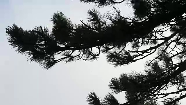 冷杉树枝在风中摇摆视频下载
