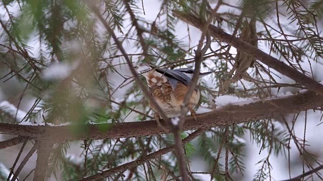 一种产于欧亚大陆的胡桃木或木胡桃木，栖息在冰冻的树枝上。冬日森林里五颜六色的鸟的近距离镜头视频素材